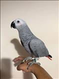 African grey birds available 