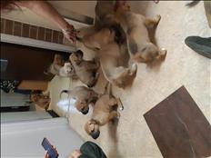  Cane Corso/Argentino Dogo mixed puppies