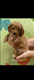 Stunning Toy poodle puppies available
