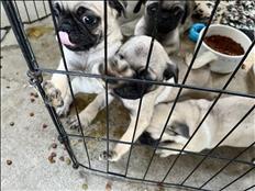pugs for sale 3 males