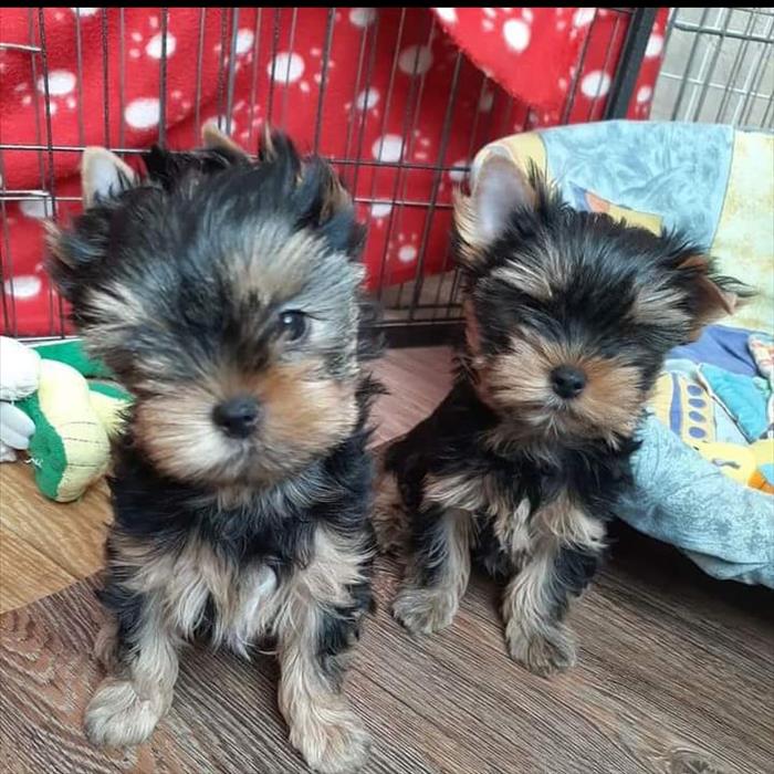 Cute And Healthy Teacup Yorkie Puppies 