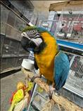 Dna Female Blue & Gold Macaw