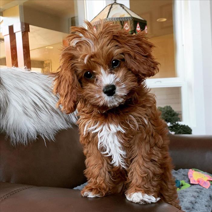 Beautiful Cavapoo Puppies For Christmas Gift