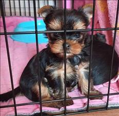 Well train teacup Yorkie puppies ready