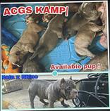 ABKC reg American Bullies pups available 