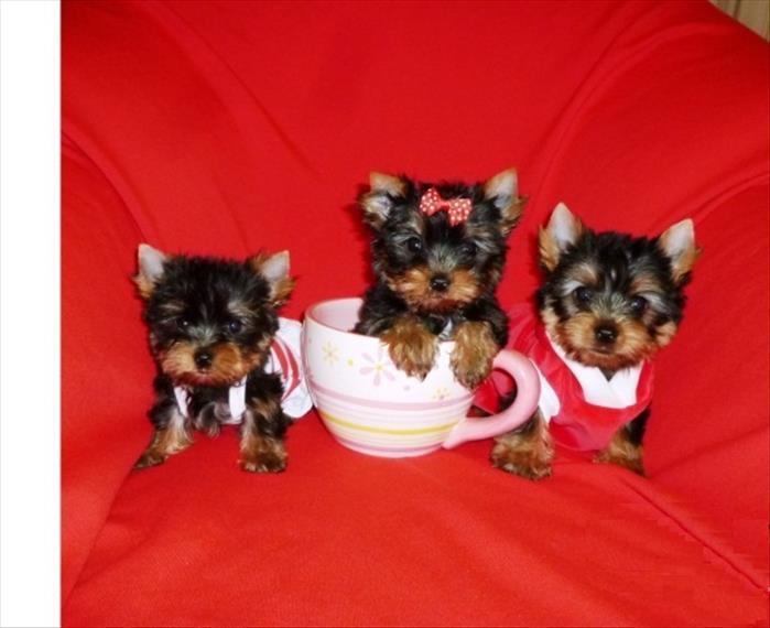 Mini Yorkshire Terrier Puppies