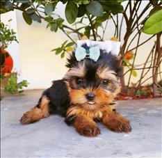 Parti Color Toy Yorkies puppies 