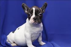 Available French Bulldogs puppies.