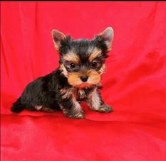 Parti Color Toy Yorkies puppies Ready