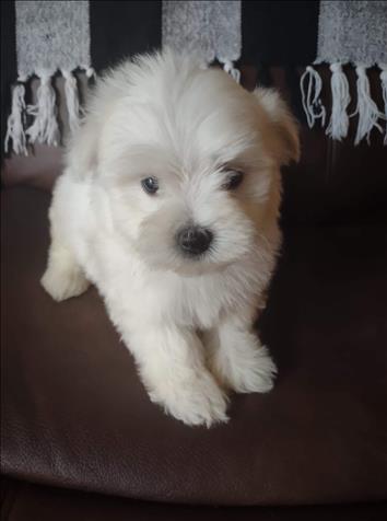 Beautiful Small A.K.C. Purebred Maltese Puppies For Sale
