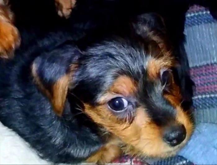 Yorky Terrier Puppies For Sale On