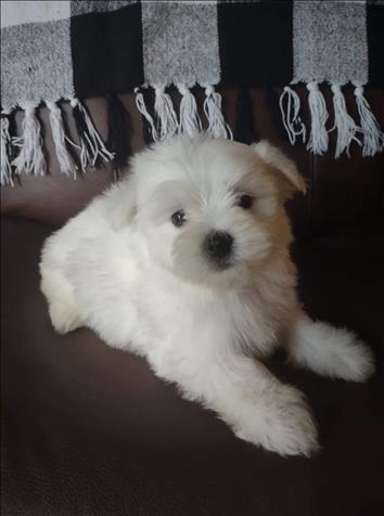 Beautiful Small A.K.C. Purebred Maltese Puppies For Sale