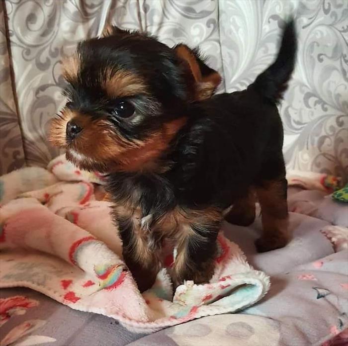 Teacup Yorkie Puppies Available 