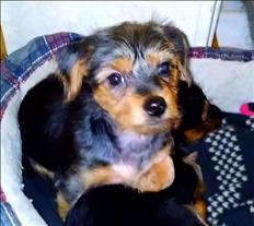 Yorky terrier puppies for sale on