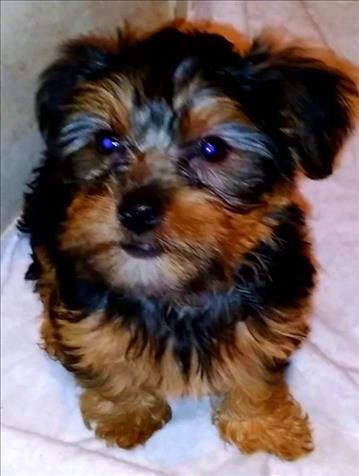 Yorky Terrier Puppies For Sale On