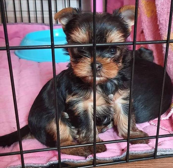Well Train Teacup Yorkie Puppies Ready